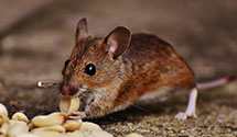 24 Hour & Emergency Exterminators in Cliffside Pk, NJ